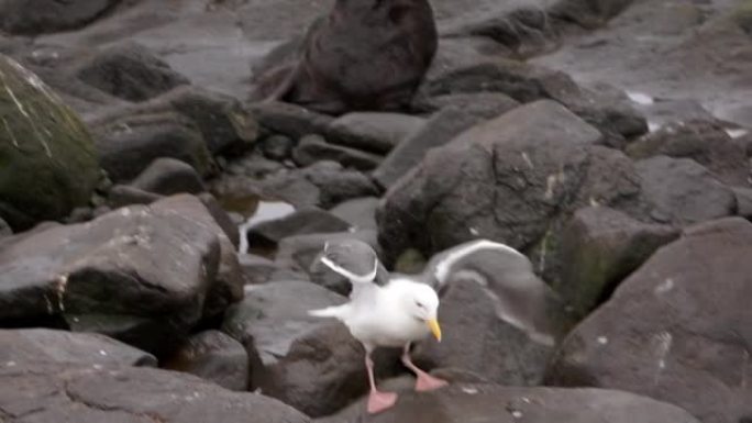 鸟海鸥在海豹旁边的岩石上有声音。