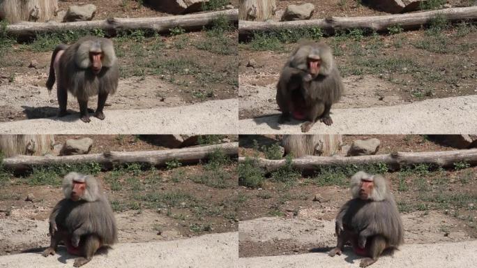 猴子生活在天然森林中视频