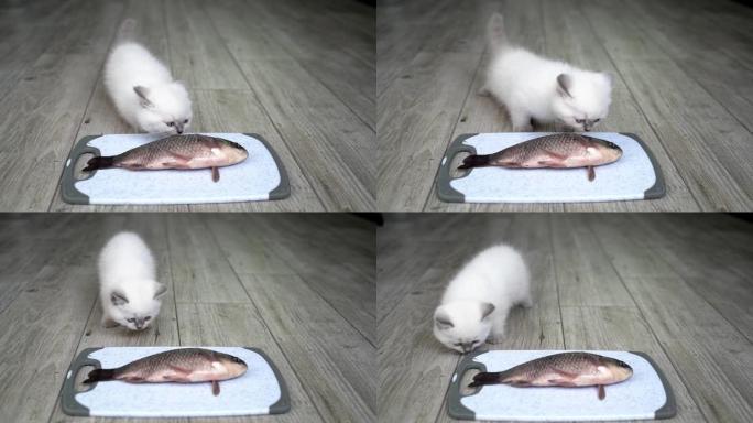 盘子里的猫和大鱼。猫想从木地板上的盘子里吃大鱼