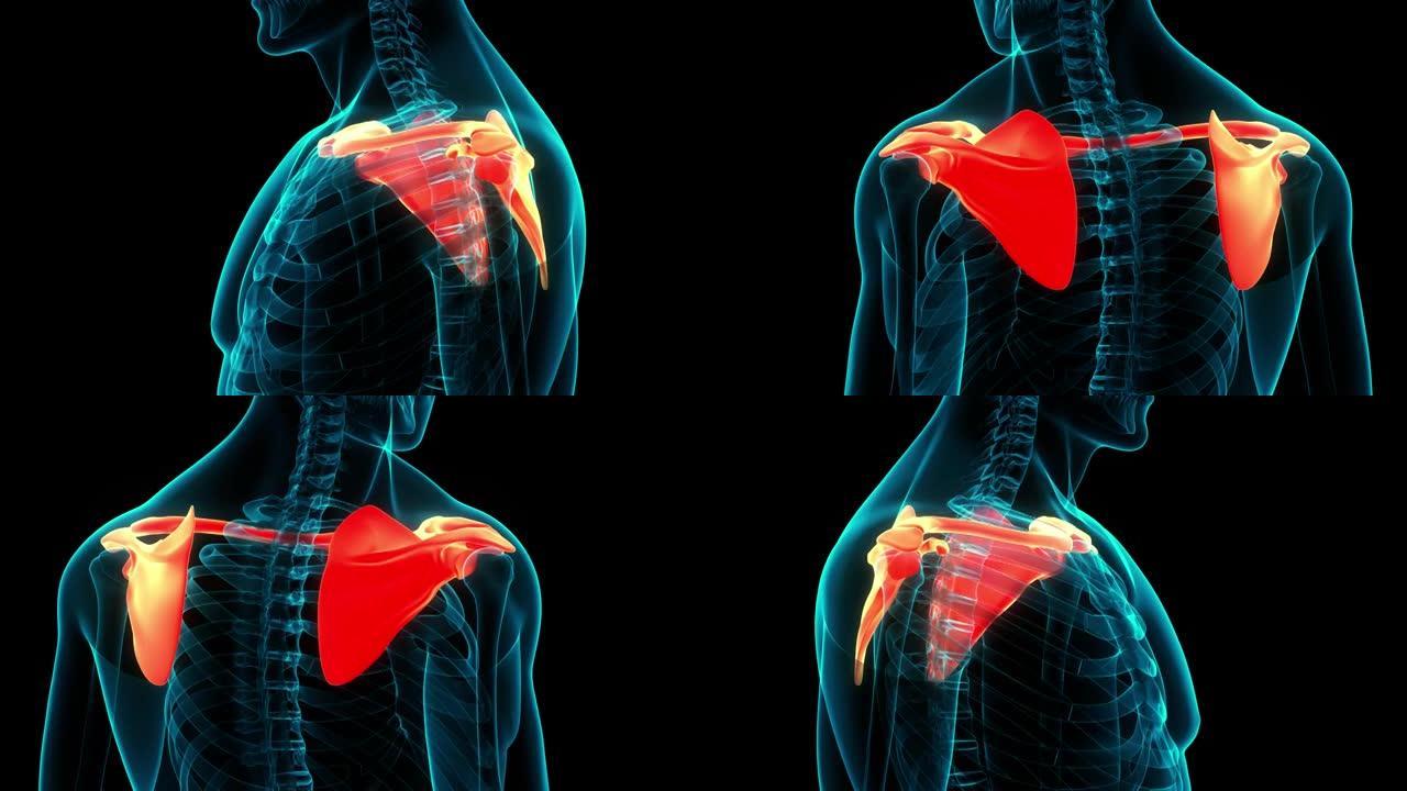 人体骨骼系统胸 (肩) 带解剖动画概念