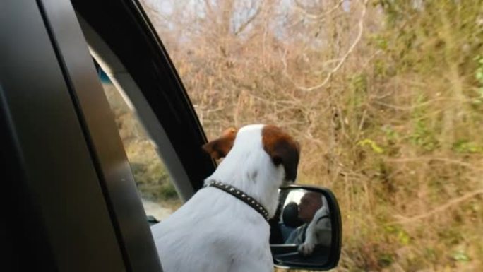 一只小狗杰克罗素梗骑在车里，把头伸出窗外，狗透过开着的窗户看，4k