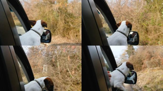 一只小狗杰克罗素梗骑在车里，把头伸出窗外，狗透过开着的窗户看，4k