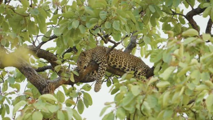 在Tadoba和hari老虎保护区的树枝上放松和睡觉的豹子