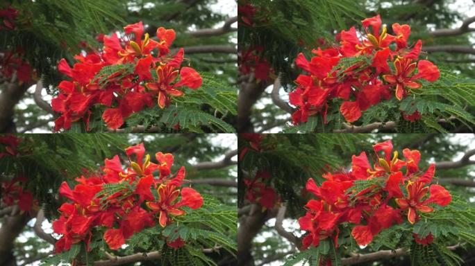 冲绳沿路盛开的梧桐树花