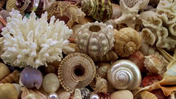 彩色贝壳和海星与珍珠和珊瑚