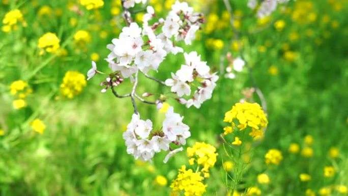 樱花景观特写、摇摆、日本、