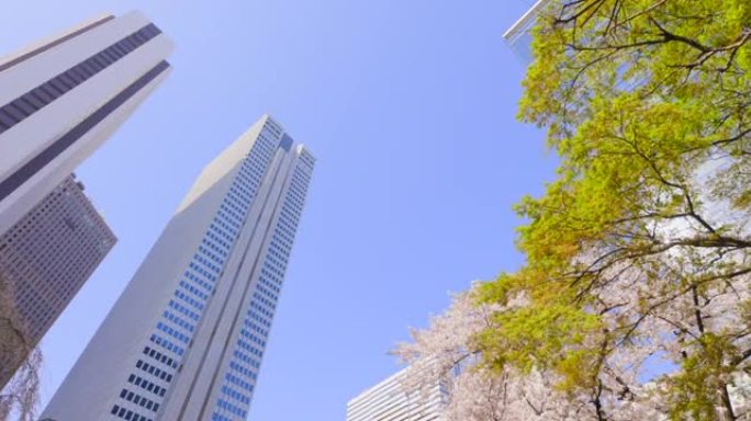 城市盛开的樱花仰拍高楼大厦商圈现代化高楼