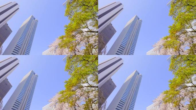 城市盛开的樱花仰拍高楼大厦商圈现代化高楼