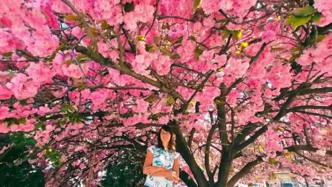 女孩站在一棵粉红色美丽的樱花树下。大樱花树和一个白人的年轻女孩在树下看着相机