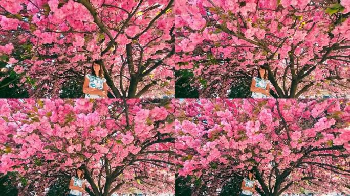 女孩站在一棵粉红色美丽的樱花树下。大樱花树和一个白人的年轻女孩在树下看着相机