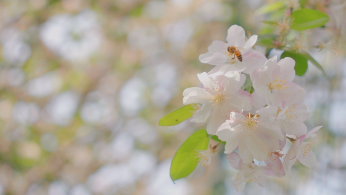 春天花朵蜜蜂 -樱花