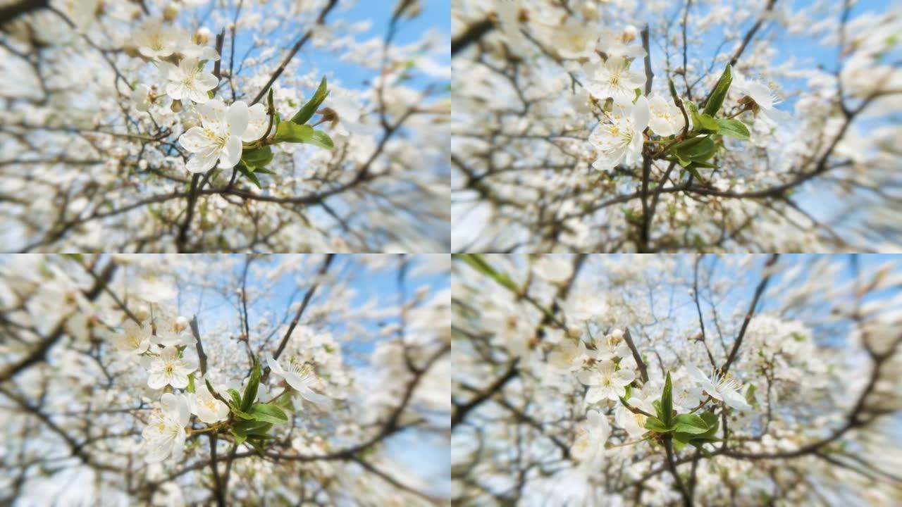 在晴朗的日子里，在美丽的bokeh的蓝天下，特写着盛开的樱花树枝。16x9 4k原始视频高质量。普洛