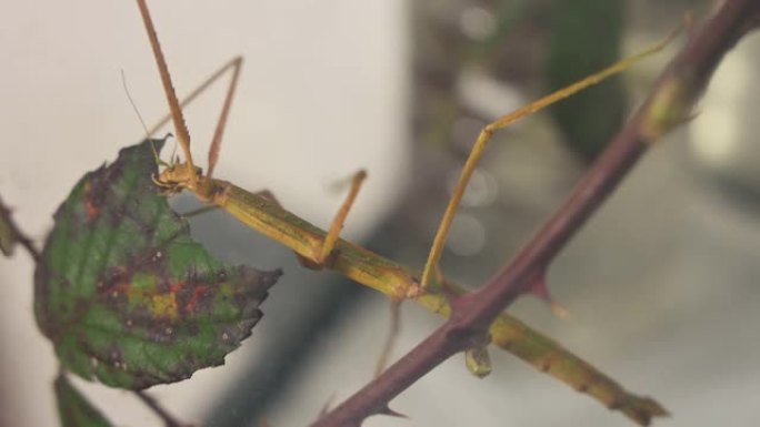 圈养中的竹节虫