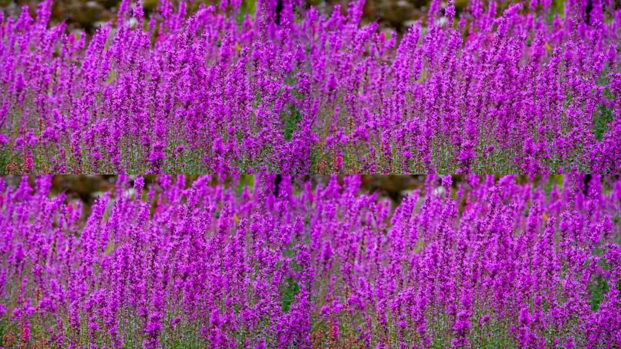 Lythrum salicaria或紫色-loothestrife或野兽或紫潮或紫色天灾或美丽的杀手