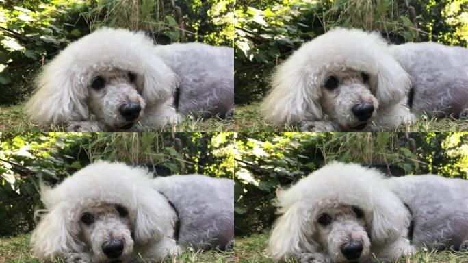 白色贵宾犬躺在草地上的特写镜头
