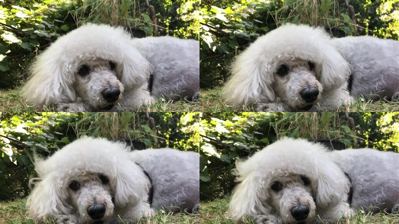 白色贵宾犬躺在草地上的特写镜头