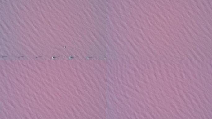 粉红水盐湖天线