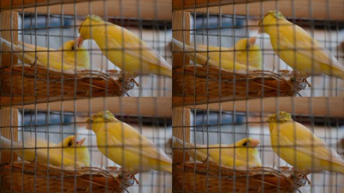 笼子里的金丝雀夫妇和鸟巢里的雄鸟喂养雌性