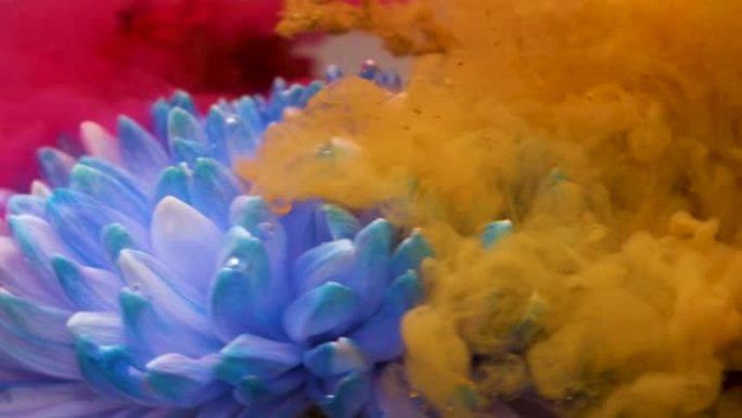 红色和黄色的墨水滴入水中，带有蓝色的菊花。360度的旋转框架。花卉，复古，抽象。慢动作