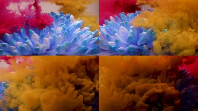 红色和黄色的墨水滴入水中，带有蓝色的菊花。360度的旋转框架。花卉，复古，抽象。慢动作