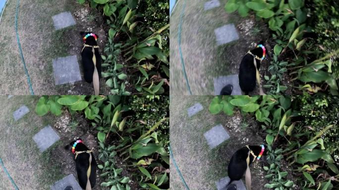 步行比格犬的观点