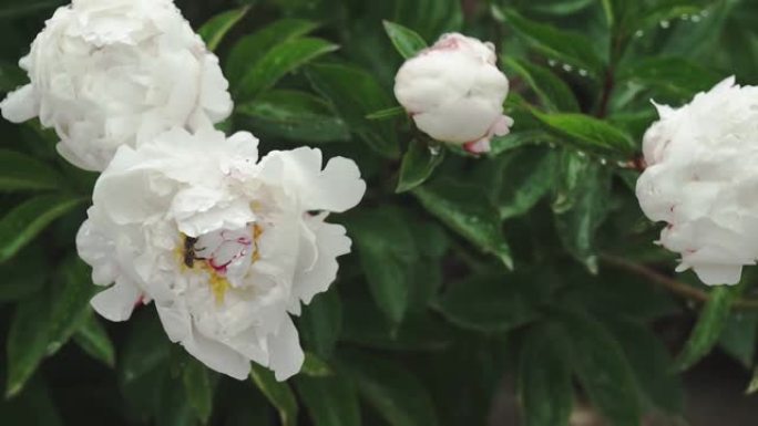 白牡丹花，雨后露珠，公园里美丽的花朵。盛开的牡丹花。