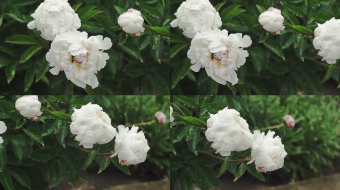 白牡丹花，雨后露珠，公园里美丽的花朵。盛开的牡丹花。