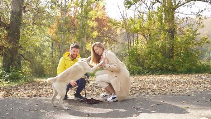 年轻的已婚夫妇在秋天的日子里与他们心爱的白狗在树林里散步，他们按照命令给它一种享受