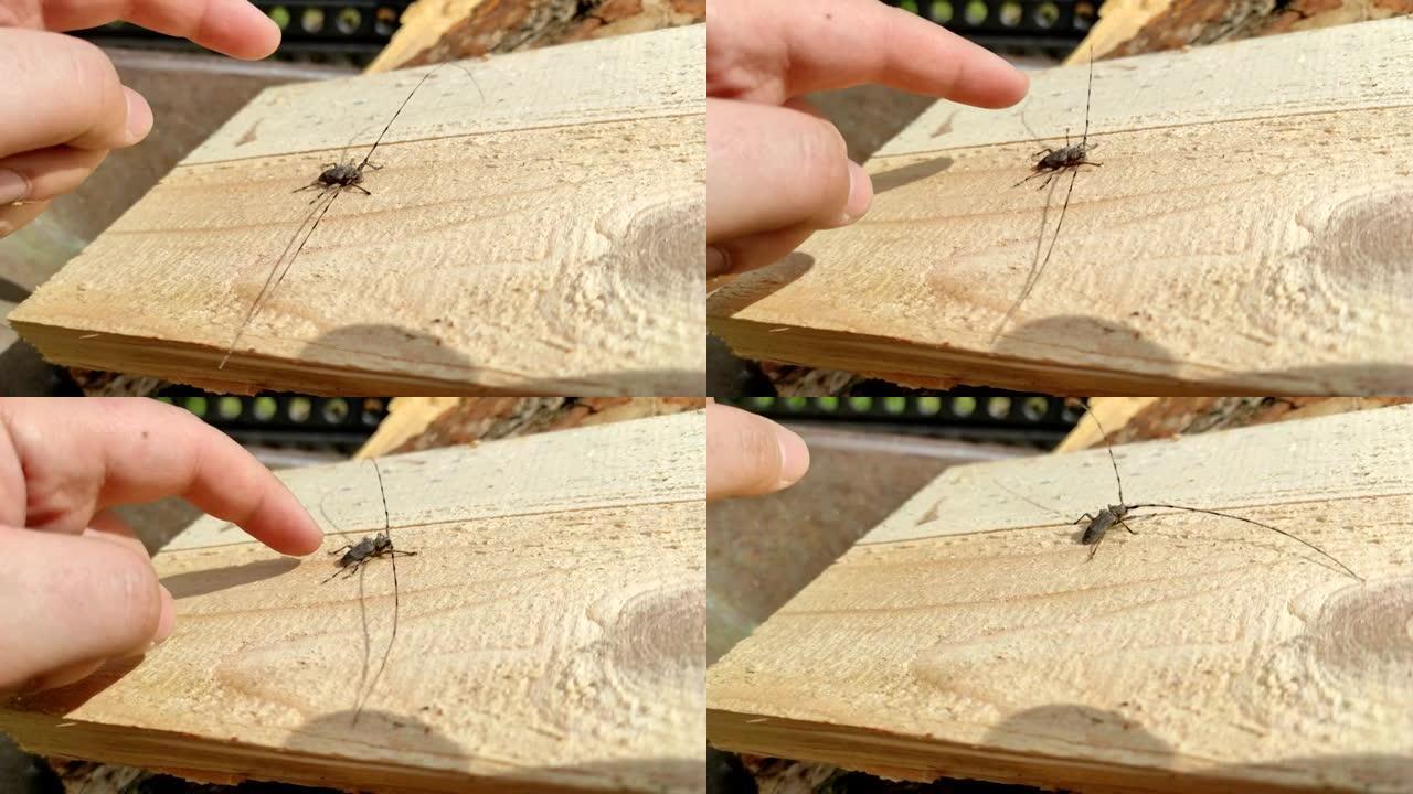 刺五加特写。这个人用手指触摸了barbel甲虫。属于长角甲虫科的一种甲虫，是木镗甲虫。