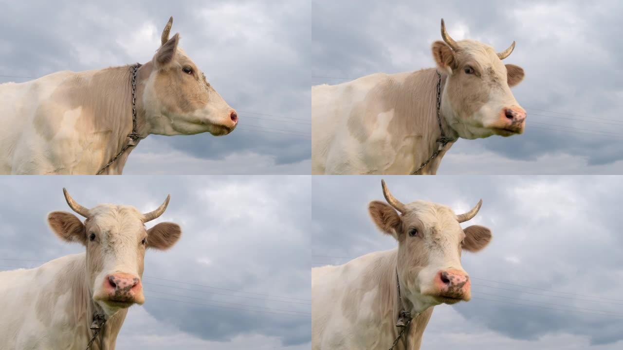 美丽的白牛看着镜头特写。