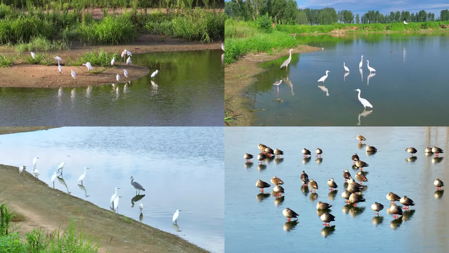 石家庄滹沱河白鹭苍鹭斑嘴鸭生态环境