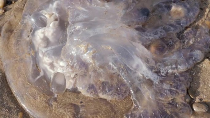 巨大的白色大水母，摩洛哥索维拉海滩上的海浆。