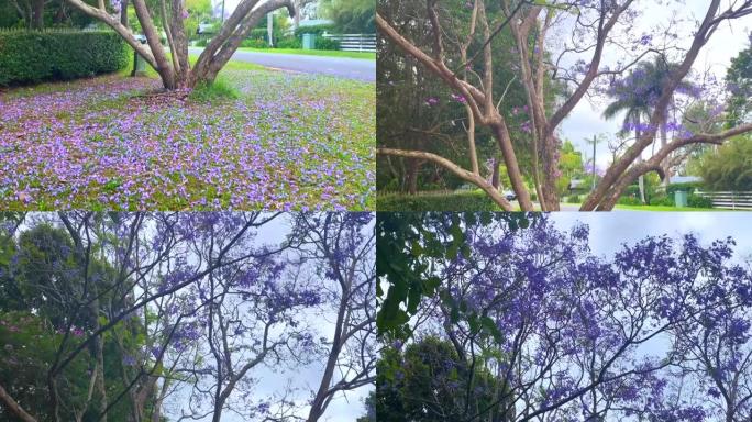紫花蓝花树花瓣掉在地上
