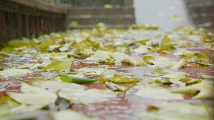 落叶树叶大雨暴雨雨中树叶情绪心情低落伤心