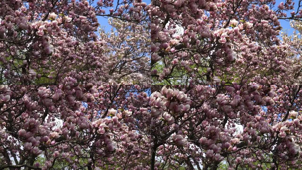 唐菖蒲开花春天唐菖蒲开花春天