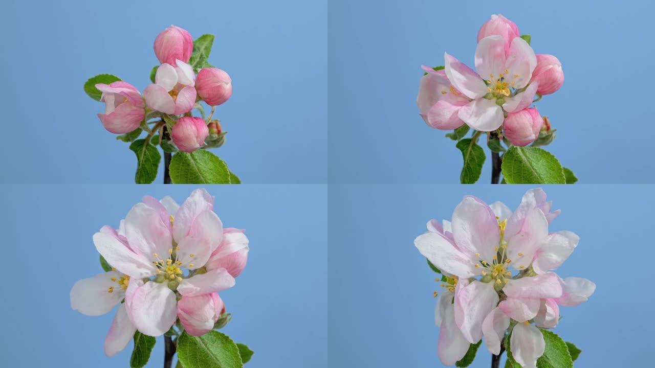 宏观延时苹果树花开在蓝色背景上