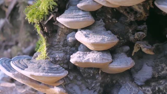 芬兰赫尔辛基腐烂树的树桩上生长的白蘑菇