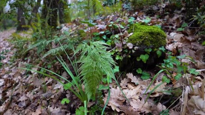 埃特纳火山典型的林下植被中的绿色蕨类植物