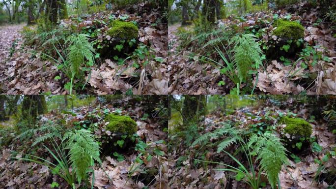 埃特纳火山典型的林下植被中的绿色蕨类植物