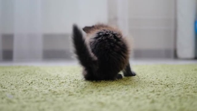 可爱的黑色小猫在地毯上玩软鼠标玩具