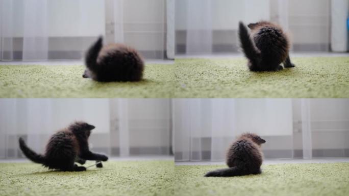 可爱的黑色小猫在地毯上玩软鼠标玩具