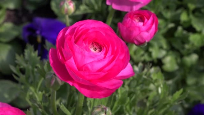 花园中的粉红色波斯毛茛花 (Ranunculus asiaticus)