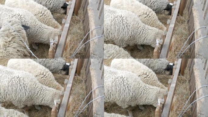 一小群不穿衣服的白羊在村子里的一个农场里吃干草。黑色和白色枪口的有趣绵羊