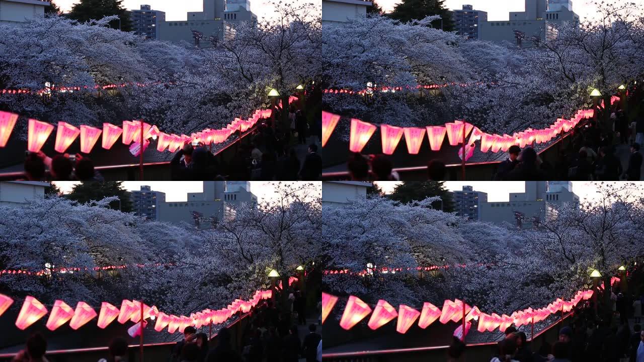 东京樱花夜景