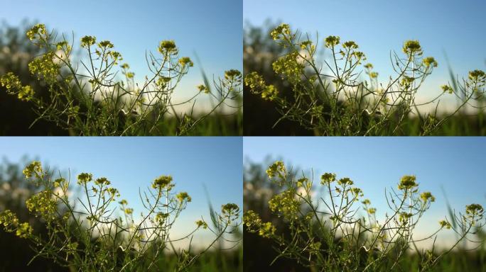 药用植物Sisymbrium loeselii的黄色花朵。野生小风滚草芥末酱的黄色花朵。野外院子。开