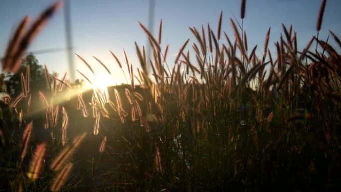 日落背景的草地上的花草剪影。秋季的自然公园和景观。