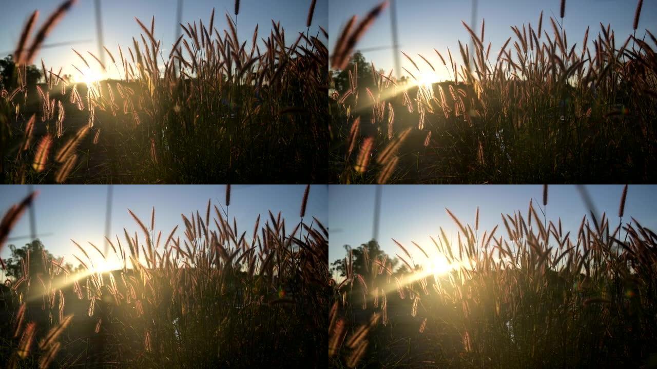 日落背景的草地上的花草剪影。秋季的自然公园和景观。