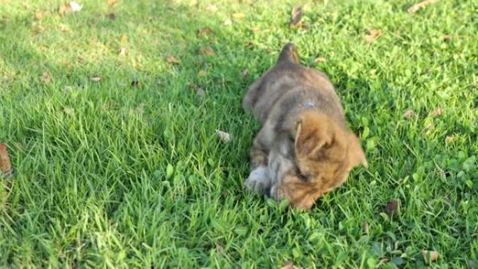 棕色可爱的小狗躺在绿色的草坪上啃骨头