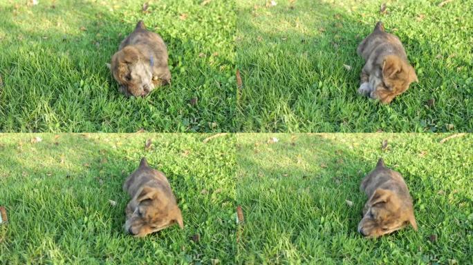 棕色可爱的小狗躺在绿色的草坪上啃骨头