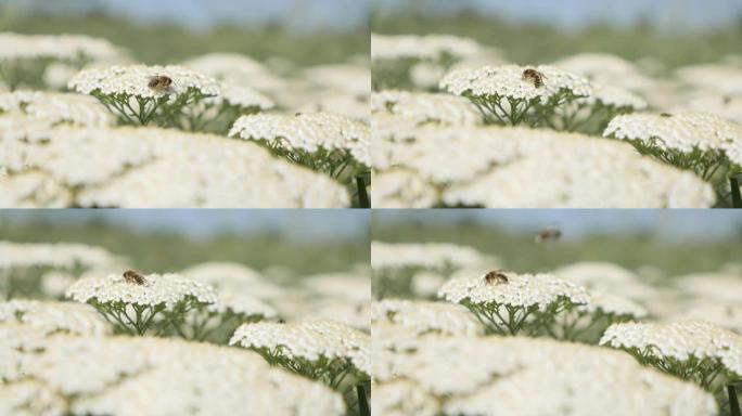蜜蜂超过普通的arrow草本植物4k镜头